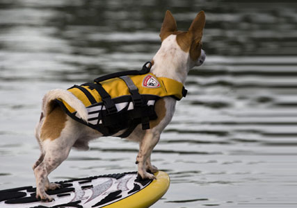 Small dog life vest