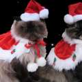 Cat christmas costumes