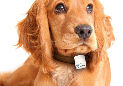 gps tracker for dogs