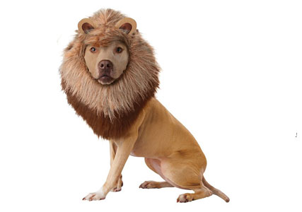 lion mane for dog